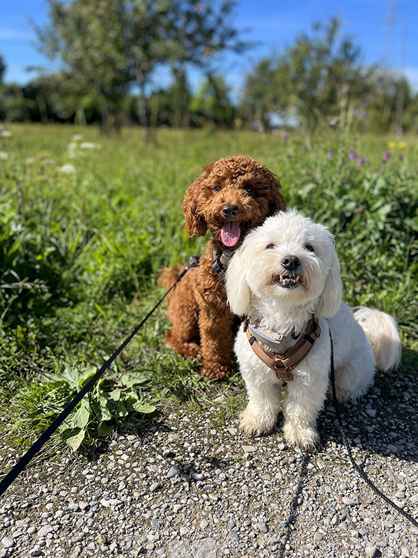 Foto zweier Hunde
